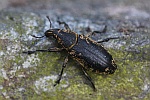 Distelgallenrssler (Cleonis pigra)