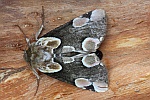 Roseneule (Thyatira batis)