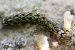 Grne Eicheneule (Griposia aprilina)