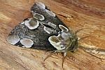 Roseneule (Thyatira batis)