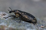 Distelgallenrssler (Cleonis pigra)