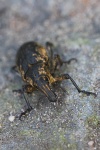 Distelgallenrssler (Cleonis pigra)