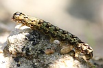Grne Eicheneule (Griposia aprilina)
