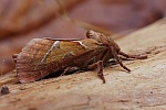 Ampfer-Wurzelbohrer (Triodia sylvina)