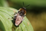 Langhorn-Waffenfliege (Stratiomys longicornis)
