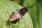 Langhorn-Waffenfliege (Stratiomys longicornis)