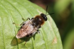 Langhorn-Waffenfliege (Stratiomys longicornis)