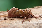 Ampfer-Wurzelbohrer (Triodia sylvina)