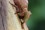 Ampfer-Wurzelbohrer (Triodia sylvina)