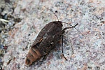 Hausmutter (Noctua pronuba)