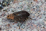 Hausmutter (Noctua pronuba)