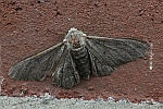 Birkenspanner (Biston betularia)