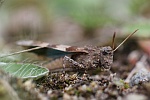 Blauflgelige dlandschrecke (Oedipoda caerulescens)