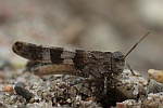 Blauflgelige dlandschrecke (Oedipoda caerulescens)