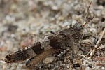 Blauflgelige dlandschrecke (Oedipoda caerulescens)