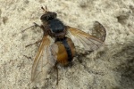 Igelfliege (Echinomyia fera)