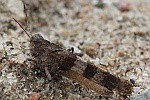 Blauflgelige dlandschrecke (Oedipoda caerulescens)