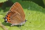 Pflaumen-Zipfelfalter (Satyrium pruni)