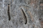 Eichenprozessionsspinner (Thaumetopoea processionea)