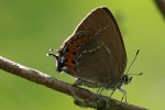 Pflaumen-Zipfelfalter (Satyrium pruni)