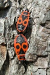 Feuerwanze (Pyrrhocoris apterus)