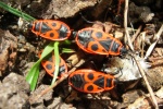 Feuerwanze (Pyrrhocoris apterus)