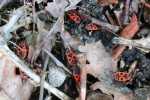 Feuerwanze (Pyrrhocoris apterus)