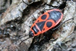 Feuerwanze (Pyrrhocoris apterus)