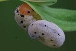 Johanneskraut-Blattwespe (Tenthredo zonula)