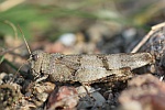 Blauflgelige dlandschrecke (Oedipoda caerulescens)