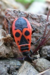 Feuerwanze (Pyrrhocoris apterus)