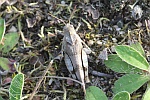 Blauflgelige dlandschrecke (Oedipoda caerulescens)