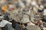 Blauflgelige dlandschrecke (Oedipoda caerulescens)