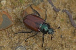 Gartenkfer (Phyllopertha horticola)