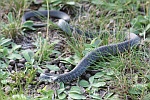 Ringelnatter (Natrix natrix)