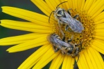 Hosenbiene (Dasypoda hirtipes)