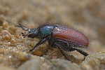 Gartenkfer (Phyllopertha horticola)