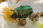 Goldglnzende Rosenkfer (Cetonia aurata)