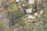 Ringelnatter (Natrix natrix)