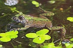 Rotbauchunke (Bombina bombina)