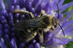 Hosenbiene (Dasypoda hirtipes)