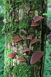 Judasohr (Auricularia auriculajudae)