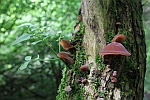 Judasohr (Auricularia auriculajudae)