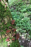 Judasohr (Auricularia auriculajudae)