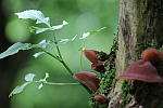 Judasohr (Auricularia auriculajudae)