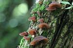 Judasohr (Auricularia auriculajudae)