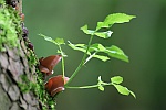 Judasohr (Auricularia auriculajudae)