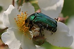 Goldglnzende Rosenkfer (Cetonia aurata)