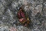 Goldglnzende Rosenkfer (Cetonia aurata)