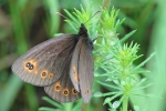 Rundaugen Mohrenfalter (Erebia medusa)